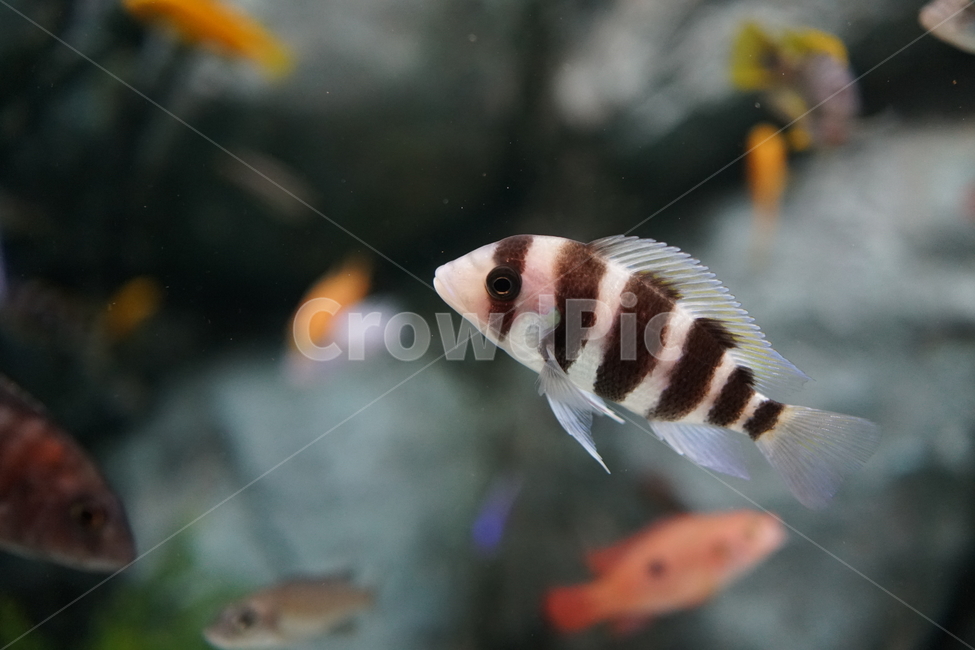 수족관,동물,물고기,animal,fish,생선,열대어,관상어,수중,물속,aquarium,아쿠아리움,헤엄,수영,동물,animal,어류,물고기,fish