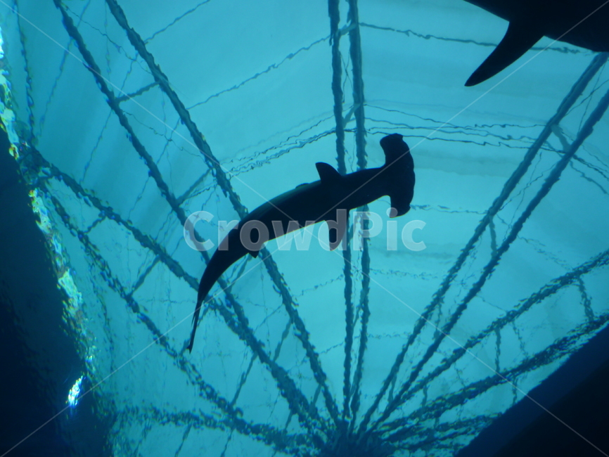 water,물,상어,해양생물,바다생물,shark,sharks,blue,파랑,파란색,블루,수족관,아쿠아리움,aquarium,공포
