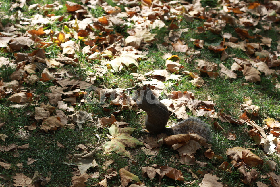 다람쥐,청설모,낙엽,공원,잔디,런던,동물,동물,animal,포유류,mammal