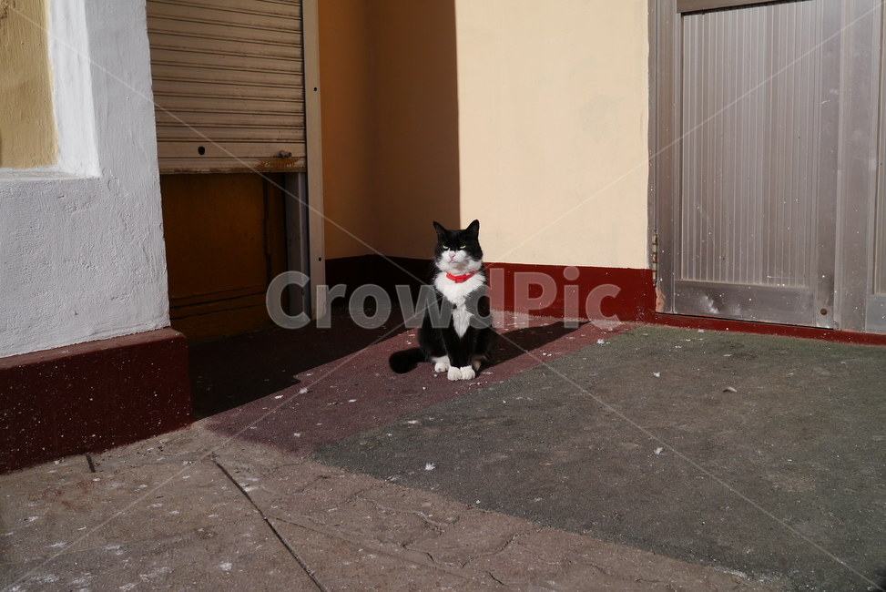 고양이,cat,햇살,따뜻함,집사,길냥이,동물,animal,포유류,mammal,고양이,cat,kitten,kitty