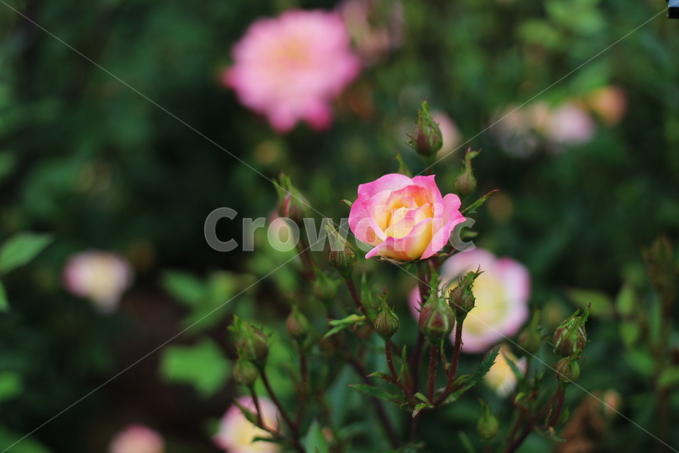 장미,rose,꽃,식물,플라워,flower,축제,향기,꽃향기,봄,계절,spring,season,식물,자연,plants,nature,꽃,flower,plant,blossom
