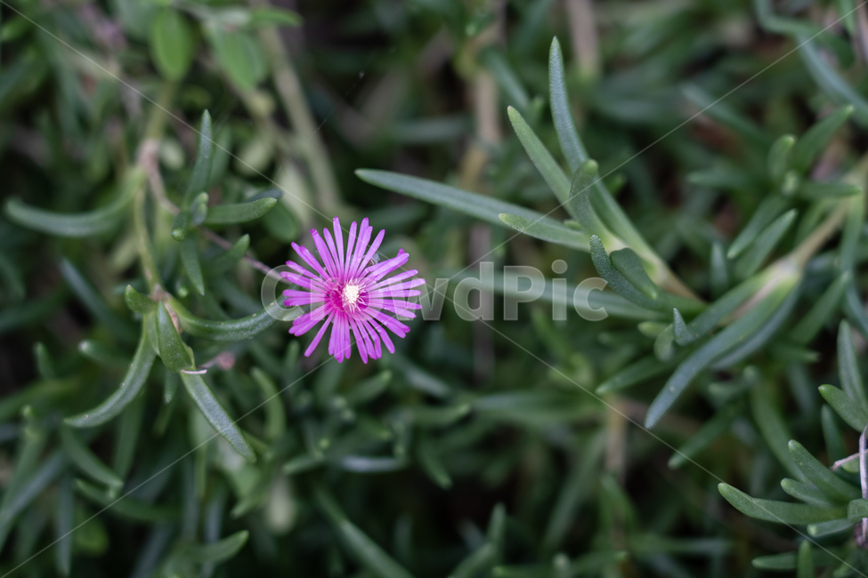 꽃,flower,식물,botanical,nature