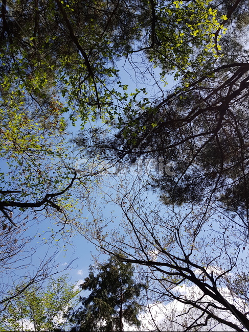 힐링,나무,하늘,구름,자연,자연,풍경,nature,landscape,tree,plant,식물,tree trunk,나무 줄기