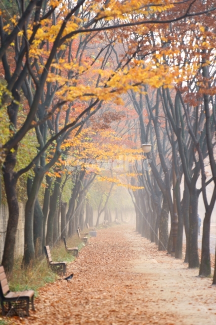 인천대공원의가을길,단풍,가을,단풍길,새벽아침,가을,계절,fall,autumn,season,자연,풍경,nature,landscape,plant,식물,tree,나무,tree trunk,나무 줄기