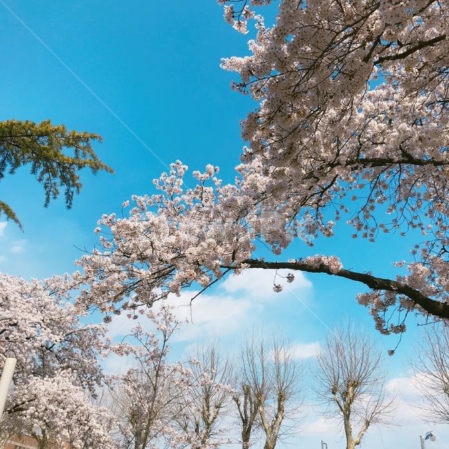 벚꽃,나무,가지,벚꽃나무,꽃,하늘,파란하늘,구름,줄기