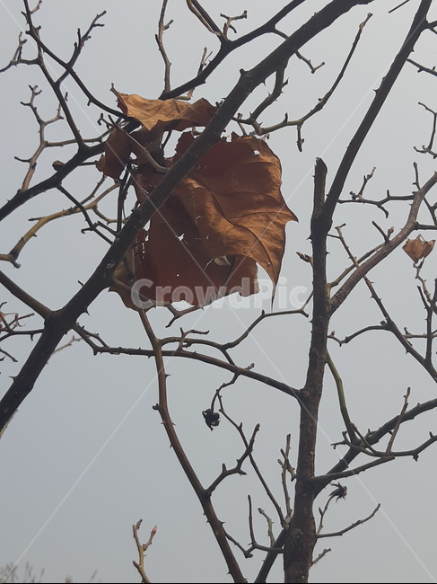 낙엽,가을,나무,나뭇가지,나뭇잎,잎,잎사귀,마른잎,계절,가을,계절,fall,autumn,season,leaf,plant,식물