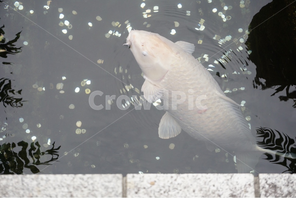 물고기,호수,자연,잉어,물,fish,lake,nature,carp,water,동물,animal,어류,물고기,fish