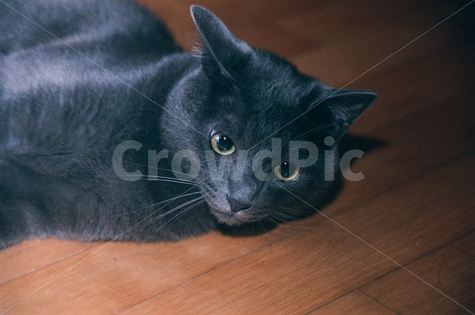 고양이,고양이사진,러시안블루,필름카메라,회색고양이,동물,animal,포유류,mammal,고양이,cat,kitten,kitty