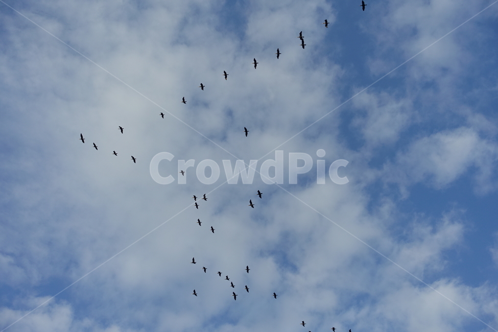 하늘,구름,철새,날아가는새,새,bird