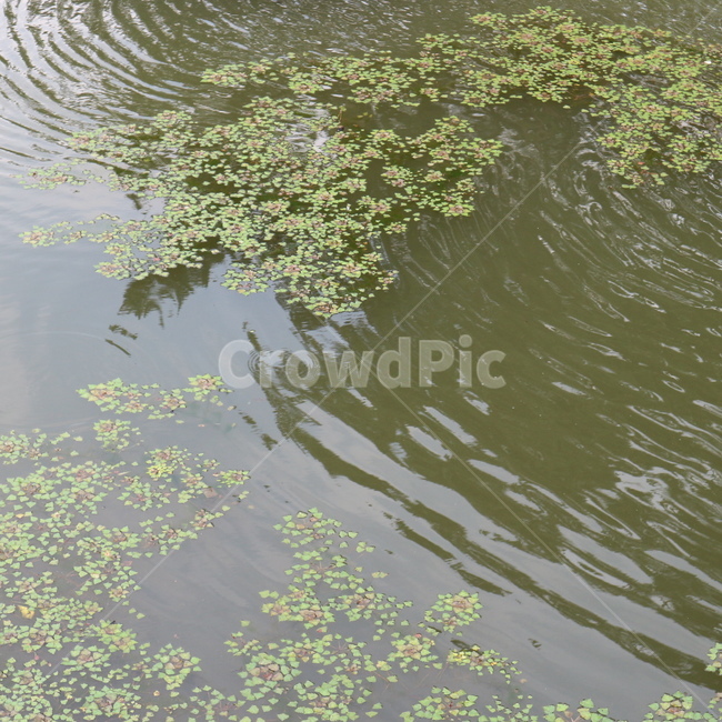 연못,물풀,물결,일렁임,그림자,자연,풍경,nature,landscape,water,물,outdoors,옥외,land,땅