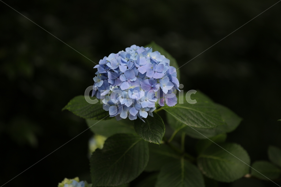 수국,Bigleafhydrangea,쌍떡잎식물,장미목,낙엽관목,수국꽃,식물,자연,plants,nature,꽃,flower,식물,자연,plants,nature,꽃,flower