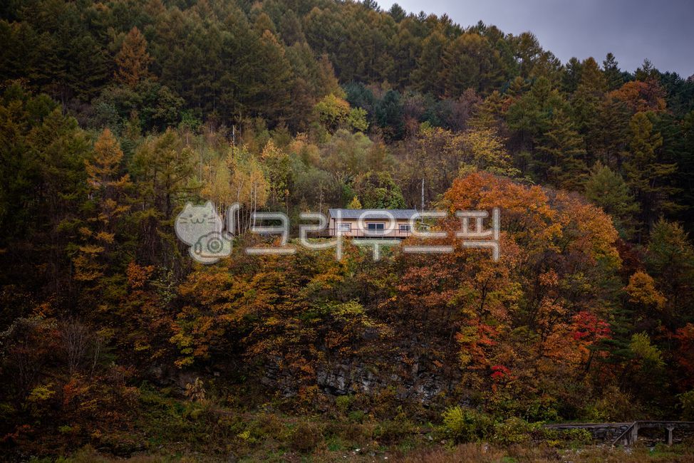 가을, 단풍, 나무, 언덕, 집, 사진,이미지,일러스트,캘리그라피 - pobiris작가