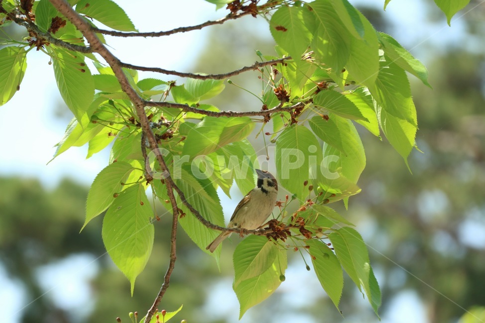 참새,새,나무,자연,풍경,동물,근접촬영,나뭇가지,조류,나뭇잎,햇살,bird,tree,nature,animal,식물,자연,plants,nature,동물,animal,조류,새,birds