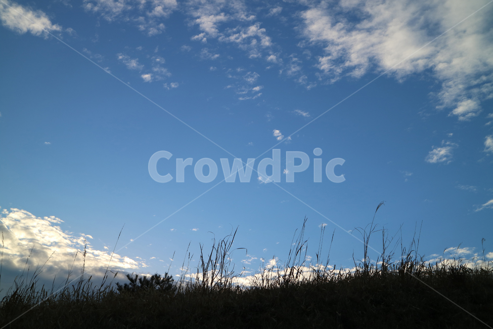 배경,하늘,백그라운드,푸른,맑은,풀밭,background,sky,자연,풍경,nature,landscape,plant,식물,grass,잔디,outdoors,옥외