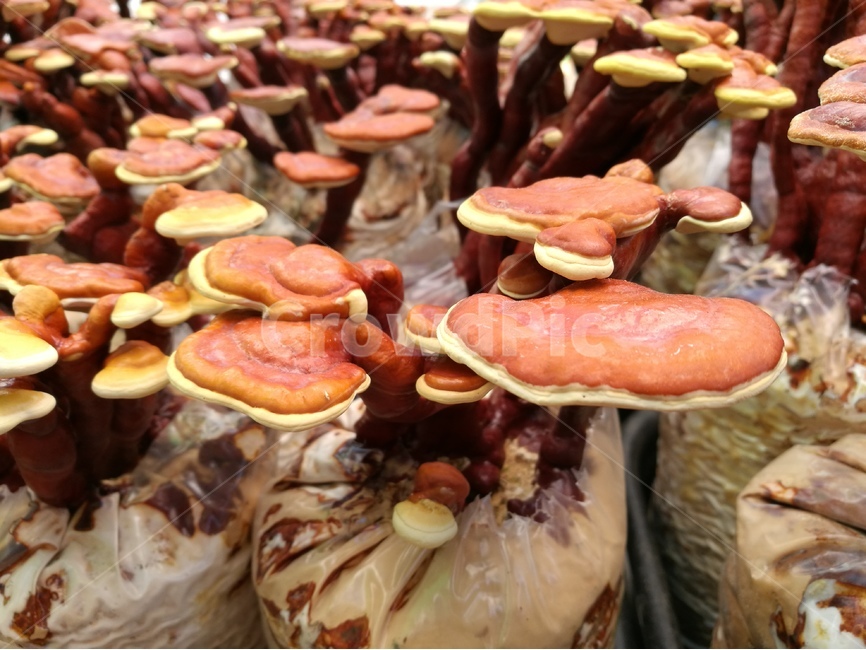 영지버섯,자연산,농업,약용식물,차,한약재,칠갑산,근접촬영,버섯,mushroom