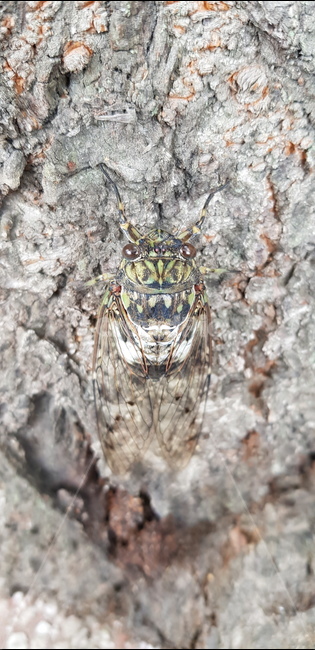 절지동물,매미목,매미과,매미,참매미,곤충,벌레,insect,bug