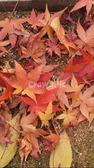 식물,단풍,잎,maple,단풍잎