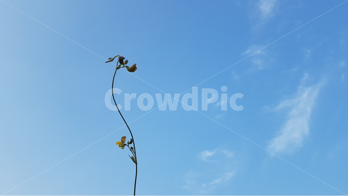 봄,spring,꽃,식물,flower,새싹,bud,풍경,landscape,plant,날씨,weather,하늘,sky,봄,계절,spring,season,식물,자연,plants,nature