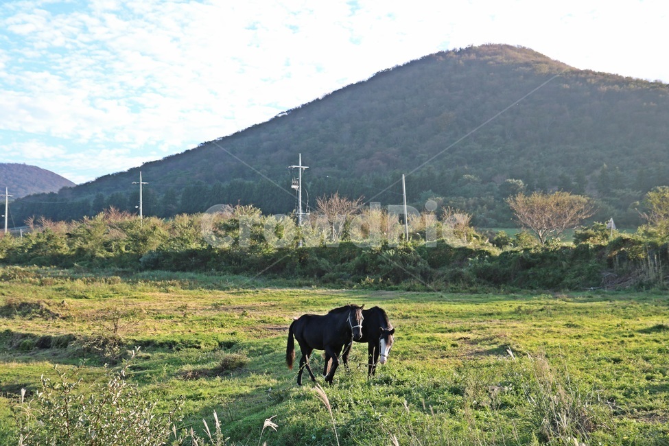 제주도,jejuisland,말,horse,제주도말,자연,풍경,nature,landscape,제주도,jeju,jeju island,동물,animal,포유류,mammal,outdoors,옥외,field,들,grassland,목초지,farm,농장,rural,농촌