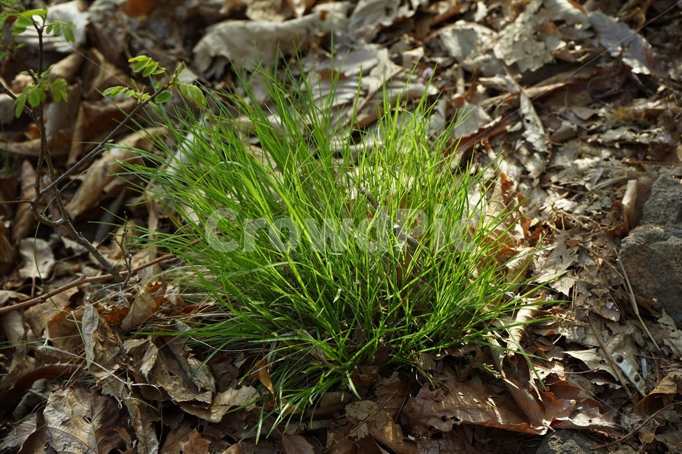 풀,사초,자연,식물,ground