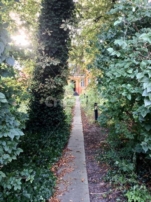 여행,세계여행,유럽여행,북유럽,덴마크,코펜하겐,travel,journey,europe,denmark,copenhagen,비밀,나무,secret,tree,해외,외국,세계,foreign,oversea,world,식물,자연,plants,nature,휴식,힐링,rest,relaxation,healing