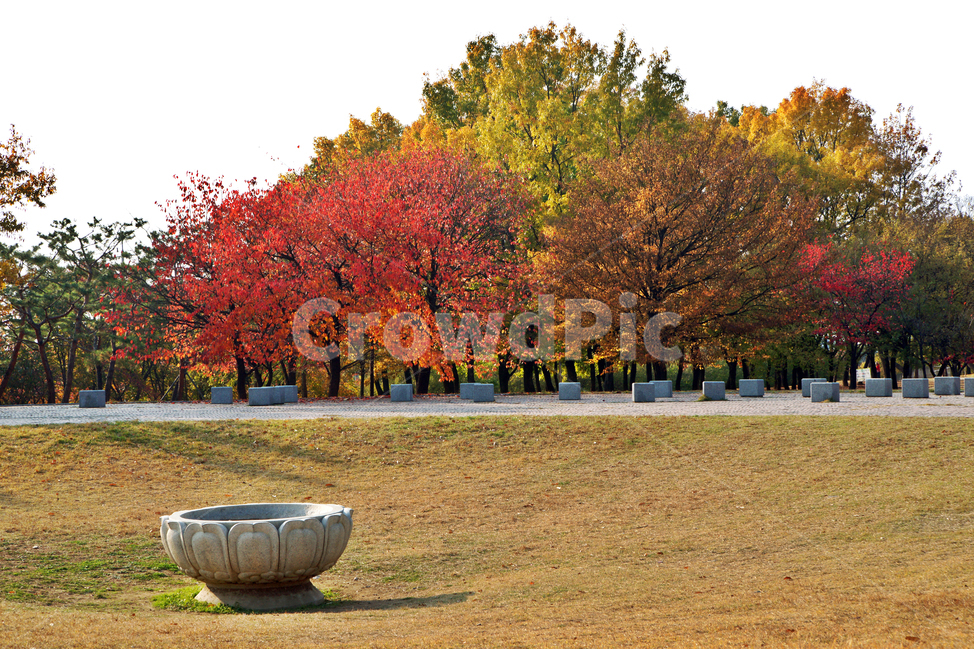 단풍,가을,붉은잎,계절,공원,나무,쉼터,가을,계절,fall,autumn,season,자연,풍경,nature,landscape,tree,plant,식물