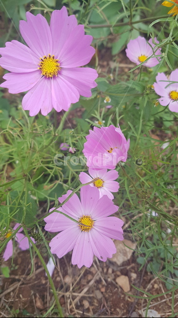 꽃,들꽃,flower,wildflower,꽃잎,petal,floralleaf