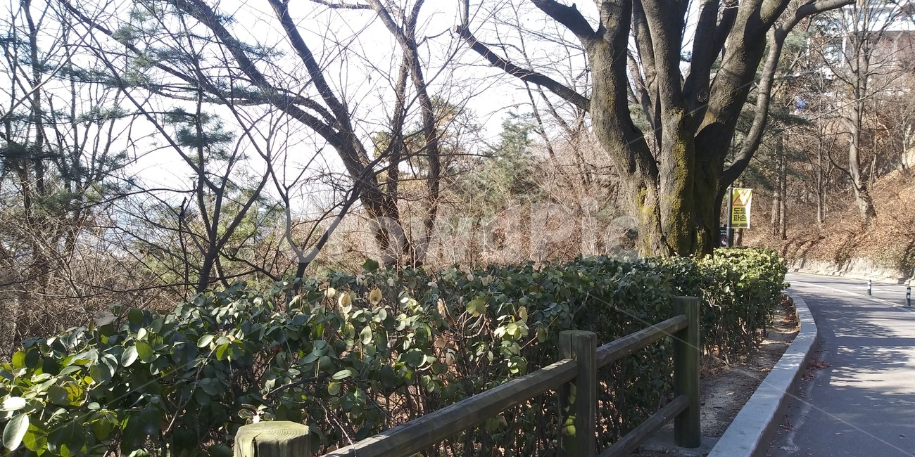 남산,산책로,길,나무,풍경