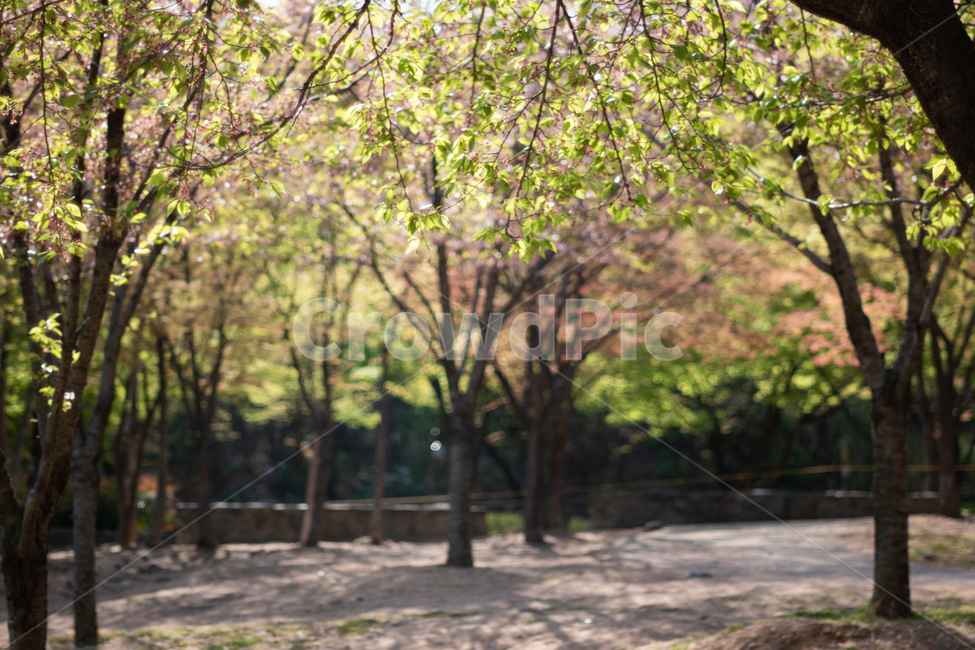 쉼터,공원,나무,푸른나무,봄,자연,풍경,nature,landscape,휴식,힐링,rest,relaxation,healing,tree,plant,식물