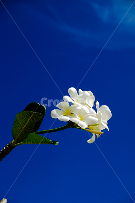 열대꽃,꽃,괌,하늘,열대,식물,자연,plants,nature,꽃,flower