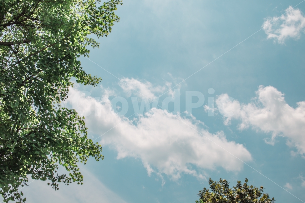 구름,하늘,감성,색감,나무,cloud,sky,자연,풍경,nature,landscape,plant,식물,tree