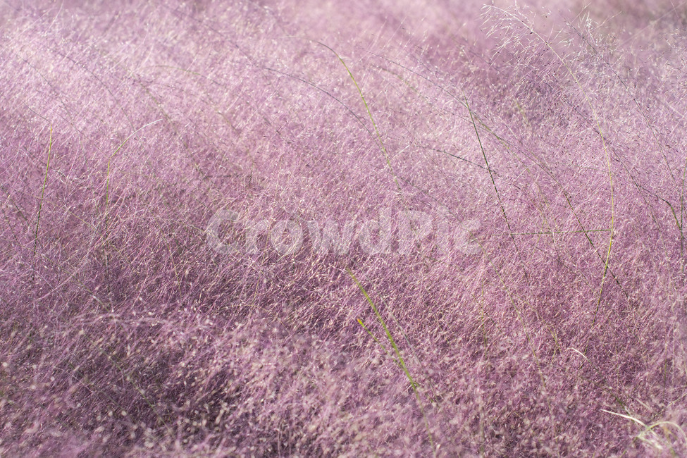 식물,핑크,분홍,핑크뮬리,쥐꼬리억새풀,가을,식물,자연,plants,nature