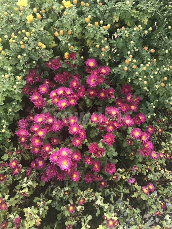 가을,꽃,과꽃,flower,landscape,식물,자연,plants,nature,꽃,flower