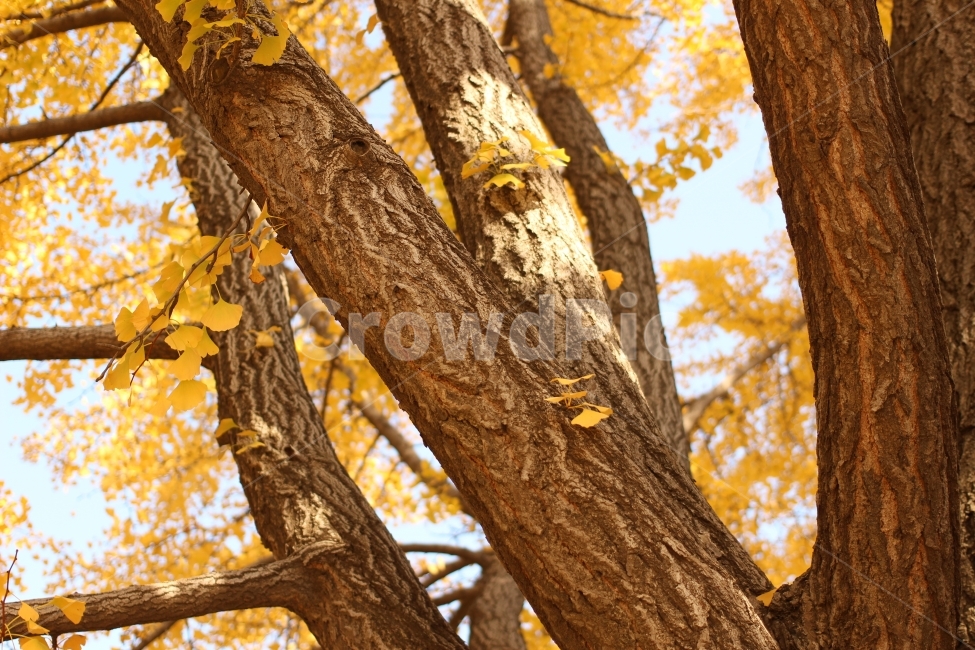 은행나무,가을,단풍,감성,필름카메라,가을,계절,fall,autumn,season,식물,자연,plants,nature,나무,trees,wood,tree,plant,tree trunk,나무 줄기