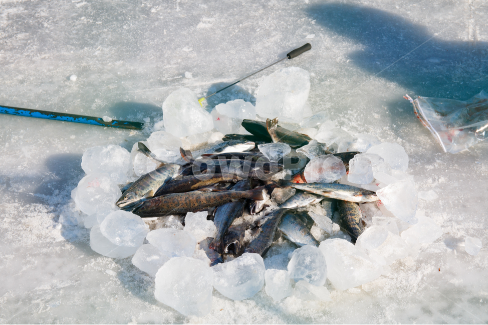 낚시,얼음낚시,산천어,얼음,물고기,연못,호수,강,강가,겨울,겨울풍경,어류,민물고기,겨울레져,겨울축제,취미,겨울낚시,겨울,계절,winter,season,동물,animal,어류,물고기,fish