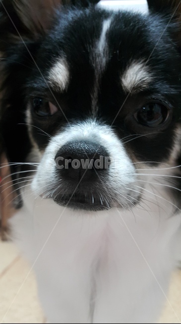 강아지,개,동물,앉아,눈치,animal,dog,puppy,장모치와와,chihuahua,sense,sit,pet,동물,animal,포유류,mammal,개,강아지,dog,doggy