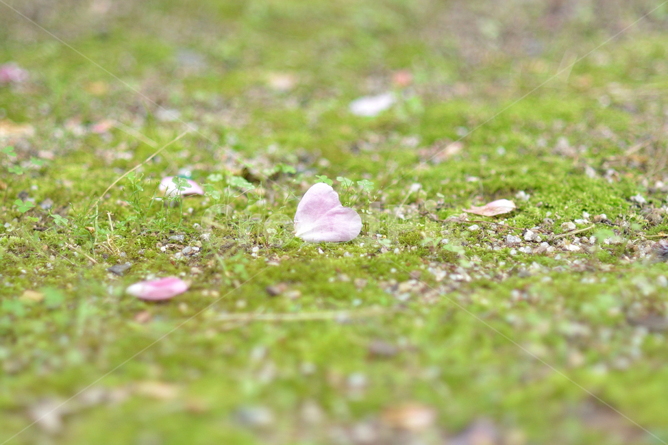 꽃잎,식물,자연,풍경,분홍,꽃,flower