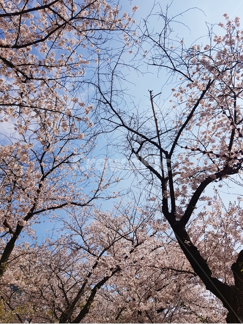 꽃,벚꽃,봄,핑크,하늘