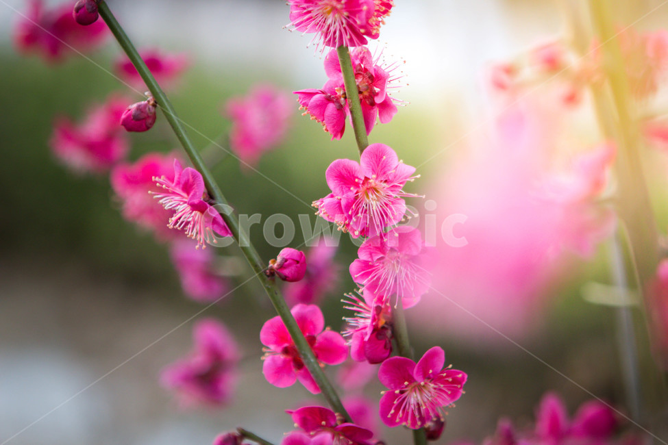 매화,매화꽃,매화나무,봄꽃,꽃,봄날,봄,계절,spring,season,식물,자연,plants,nature,꽃,flower,plant,geranium,제라늄,blossom