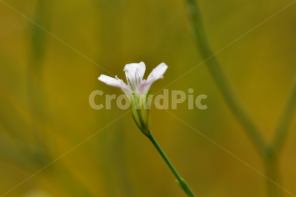 자연,꽃,식물,야생화,풍경,식물,자연,plants,nature,꽃,flower