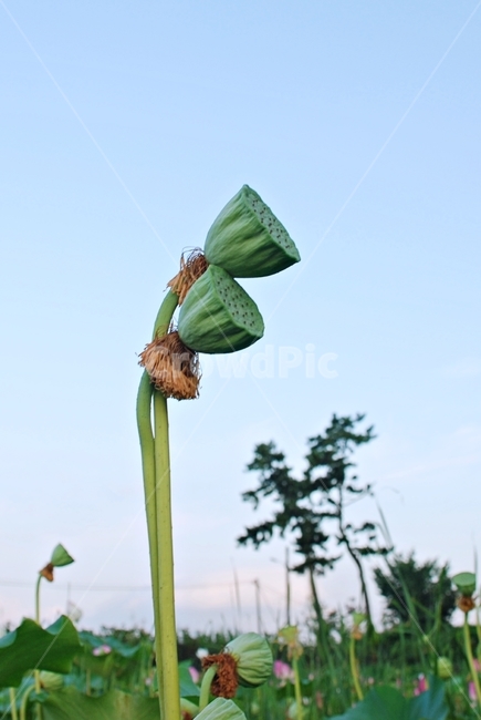 자연,식물,연밥,하늘,연,연방,식물,자연,plants,nature