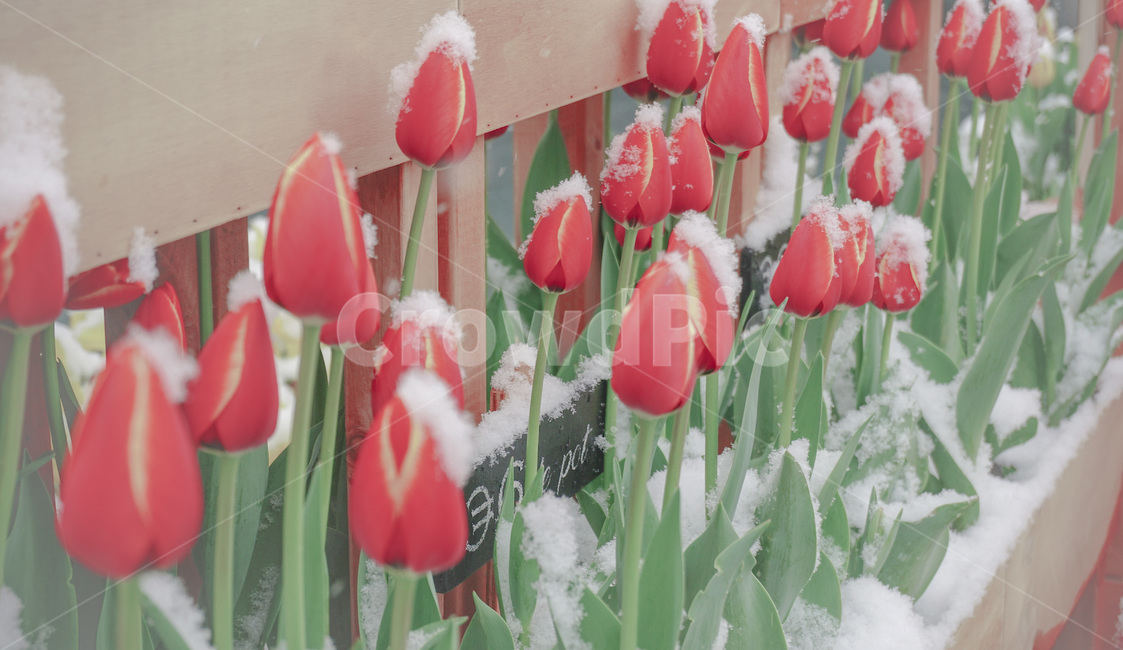 튤립,꽃,핑크,식물,tulips,flowers,pink,plant,겨울,계절,winter,season,식물,자연,plants,nature,꽃,flower