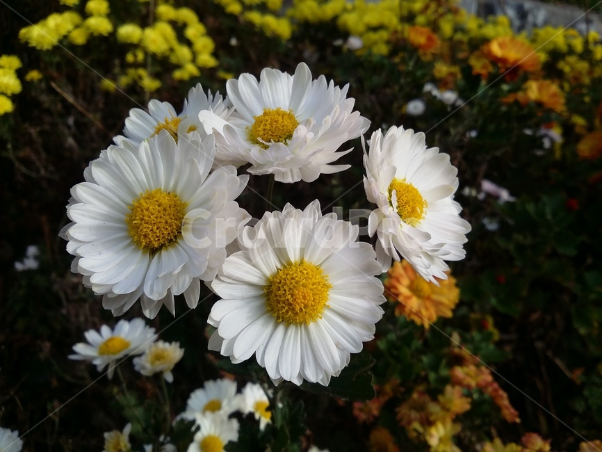 plant,식물,꽃,flower,자연,식물,자연,plants,nature,꽃,flower