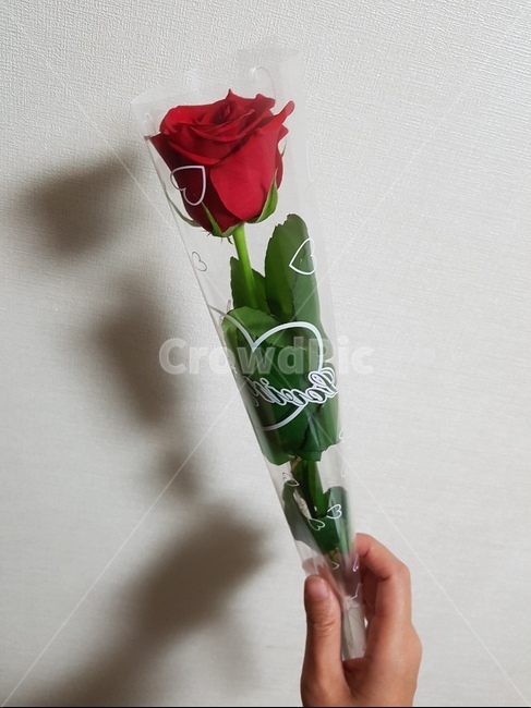 장미,한송이,꽃,rose,flower