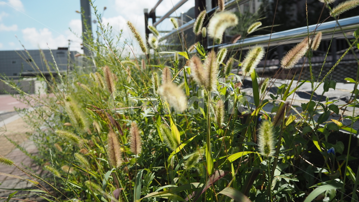 식물,야외,그린,plants,outdoors,green,식물,자연,plants,nature