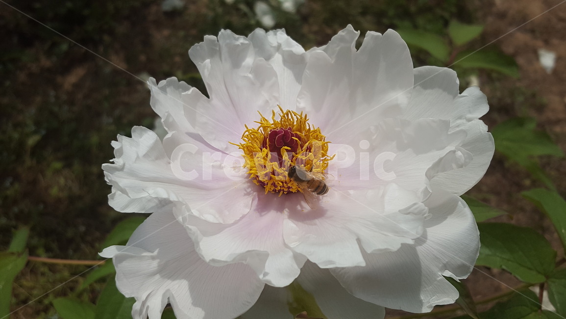 모란,목단,봄꽃,야생화,흰꽃,white,flower