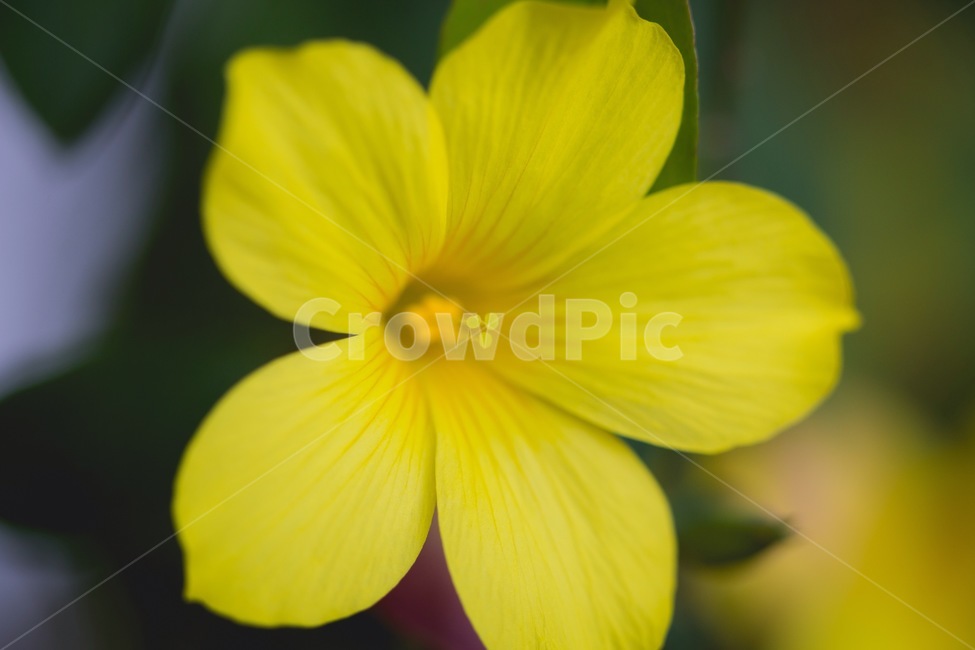 꽃,flower,꽃잎,식물,blossom,식물,자연,plants,nature,꽃,flower