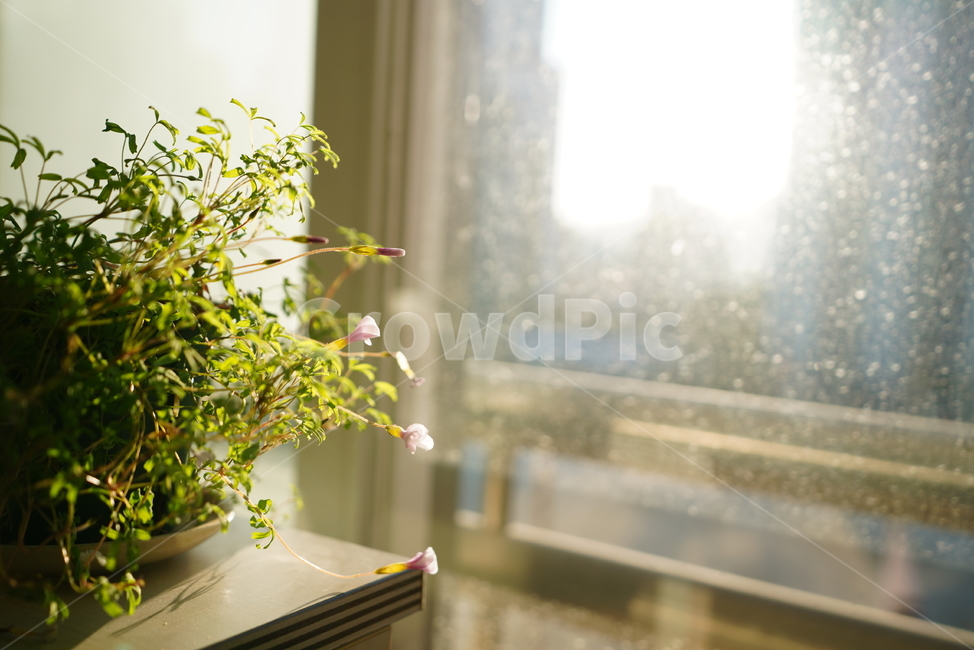 빛,화분,식물,꽃,플라워,취미,느낌,감성,창,창가,생명,생물,식물,자연,plants,nature,휴식,힐링,rest,relaxation,healing