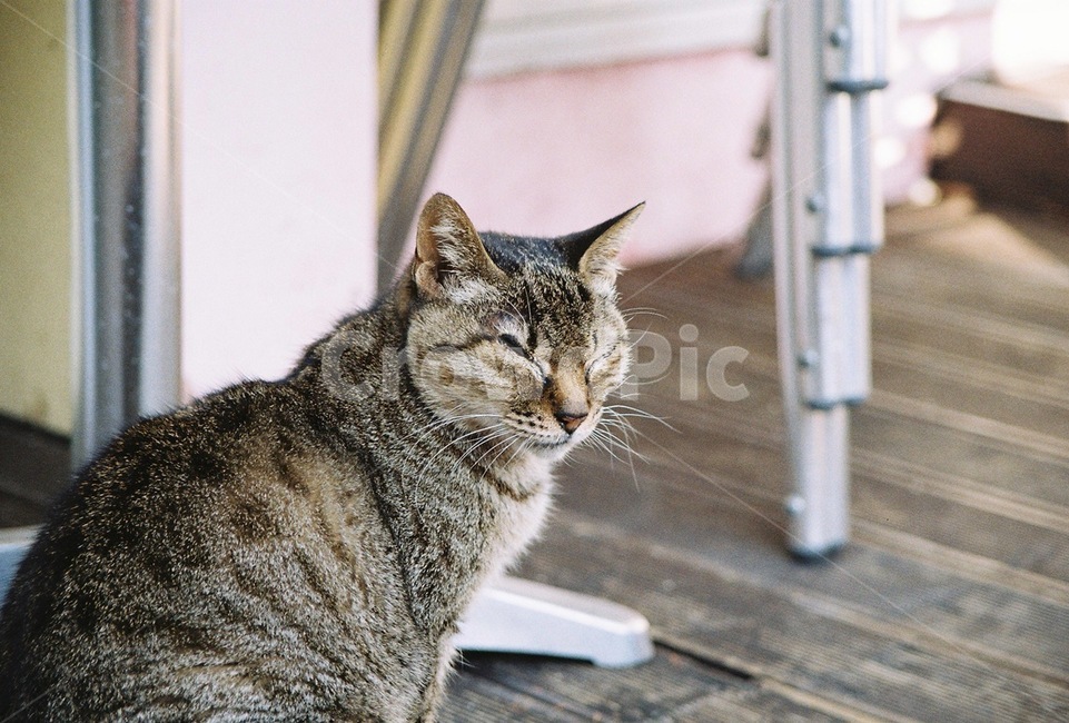 고양이,필름사진,감성사진,필름,부산,동물,animal,포유류,mammal,고양이,cat,kitten,kitty