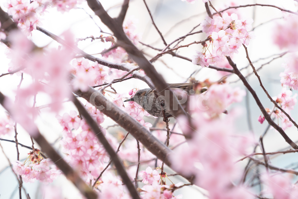 봄,벚꽃,새,조류,자연,봄꽃,핑크,봄,계절,spring,season,식물,자연,plants,nature,꽃,flower,동물,animal,조류,새,birds,plant,bird,blossom,cherry blossom